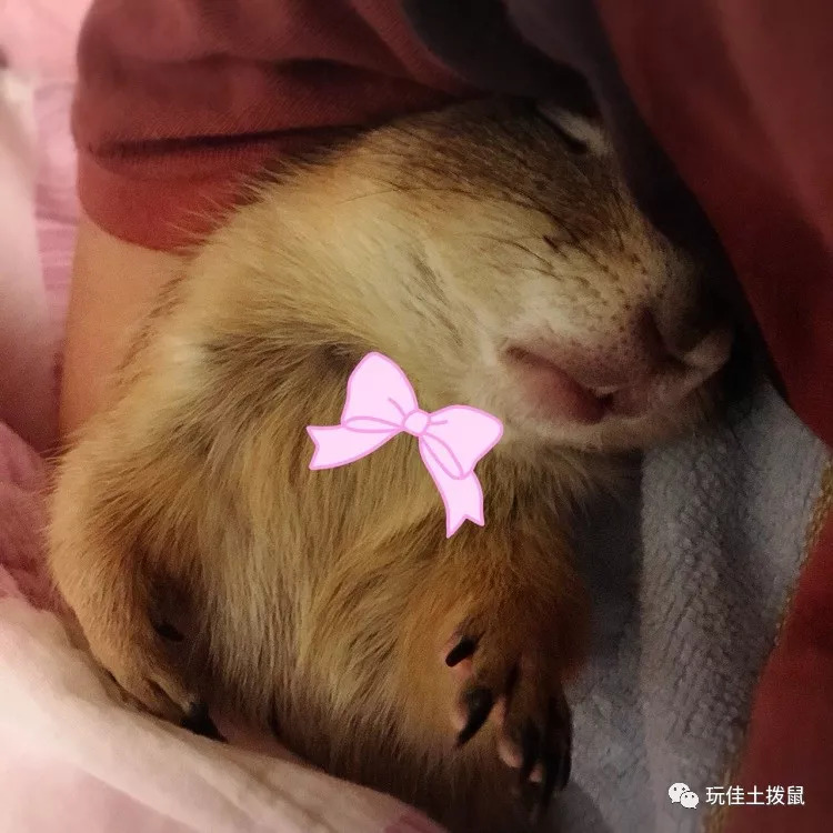 土拨鼠宠物好养吗？最全饲养指南（新手必看！）