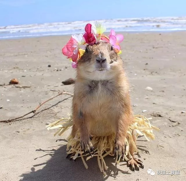 土拨鼠宠物好养吗？最全饲养指南（新手必看！）