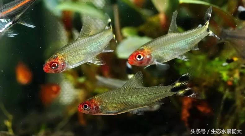 红鼻剪刀家族区分