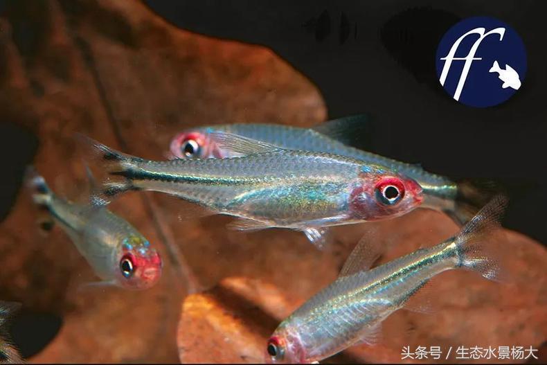 红鼻剪刀家族区分