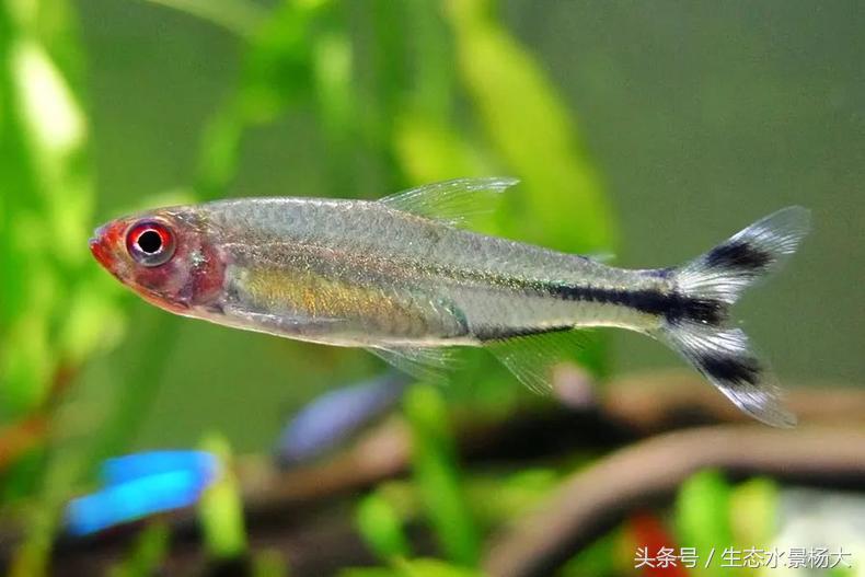 红鼻剪刀家族区分