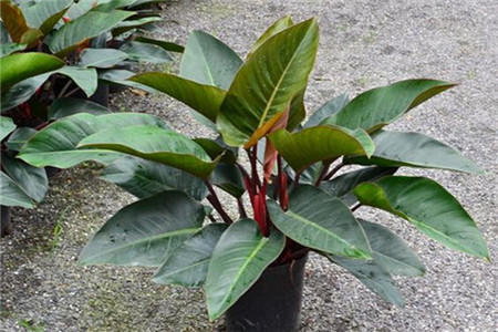 金钻的叶子发黄腐烂怎么办,金钻绿植叶子卷起来什么原因