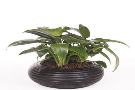 金钻的叶子发黄腐烂怎么办,金钻绿植叶子卷起来什么原因