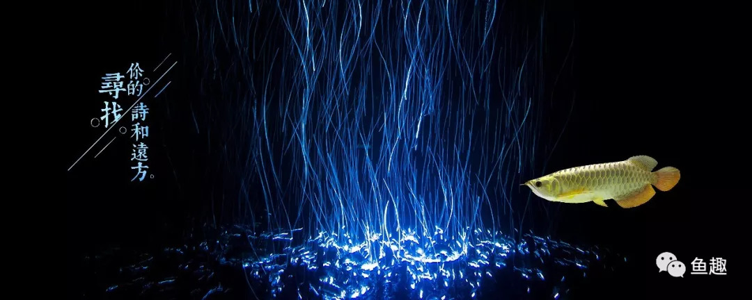 细菌屋怎么摆放最科学,细菌屋怎么摆合适