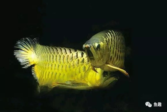 细菌屋怎么摆放最科学,细菌屋怎么摆合适