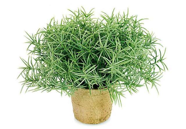 毛囊不会疼吗,毛囊到底有多可怕