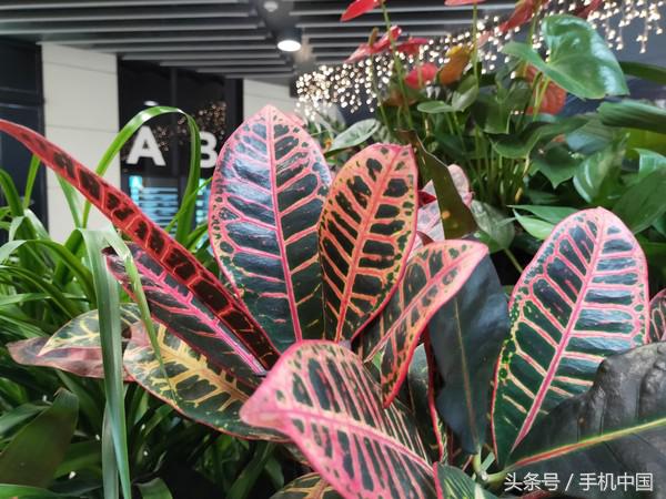 opporeno和r17哪个好,oppor17现在还值得买吗