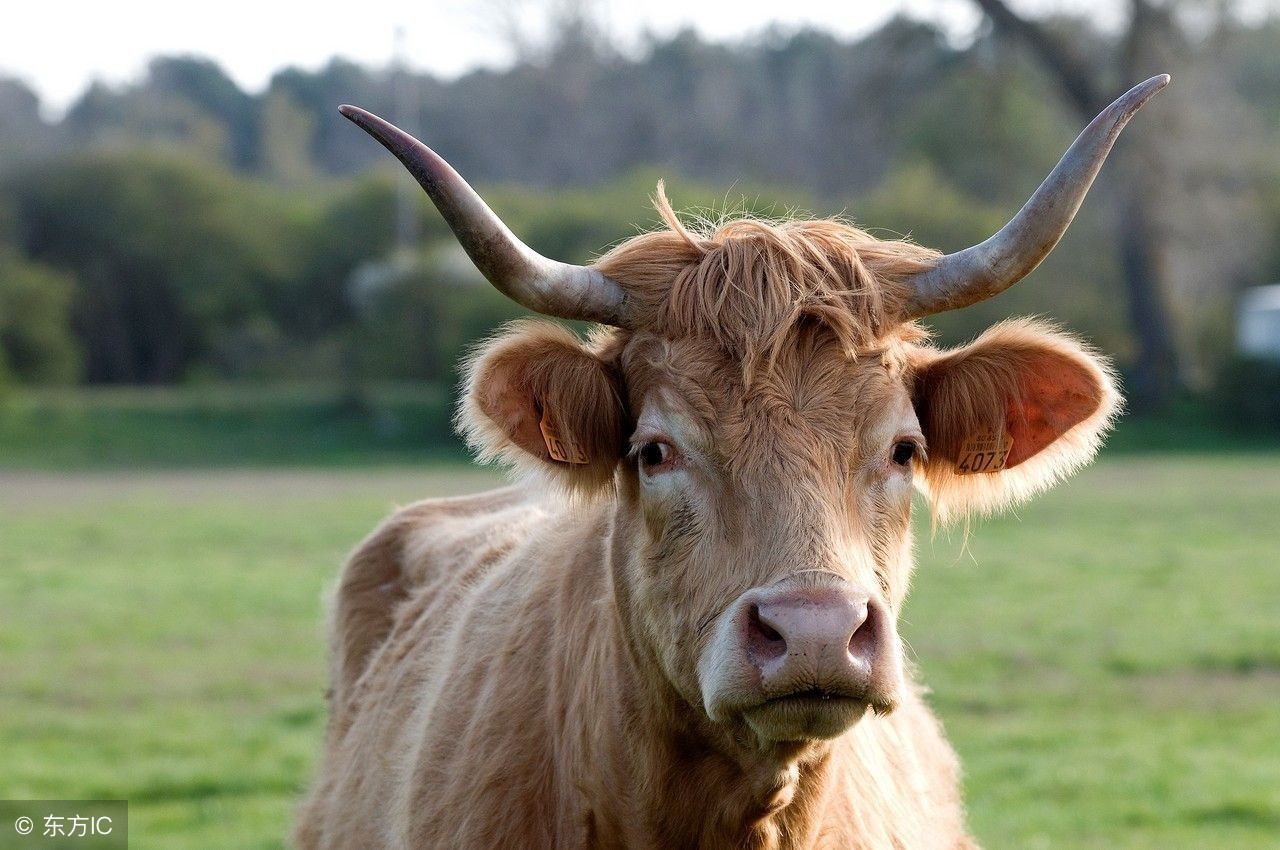 生肖牛幸福一家,生肖牛的幸福密码
