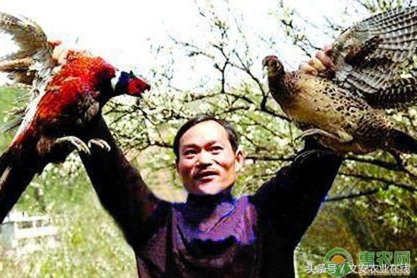 浠栭潬1涓囧厓鍒涗笟璧氶挶,浠栭潬鍏昏泲楦¤蛋涓婅劚璐嚧瀵岃矾