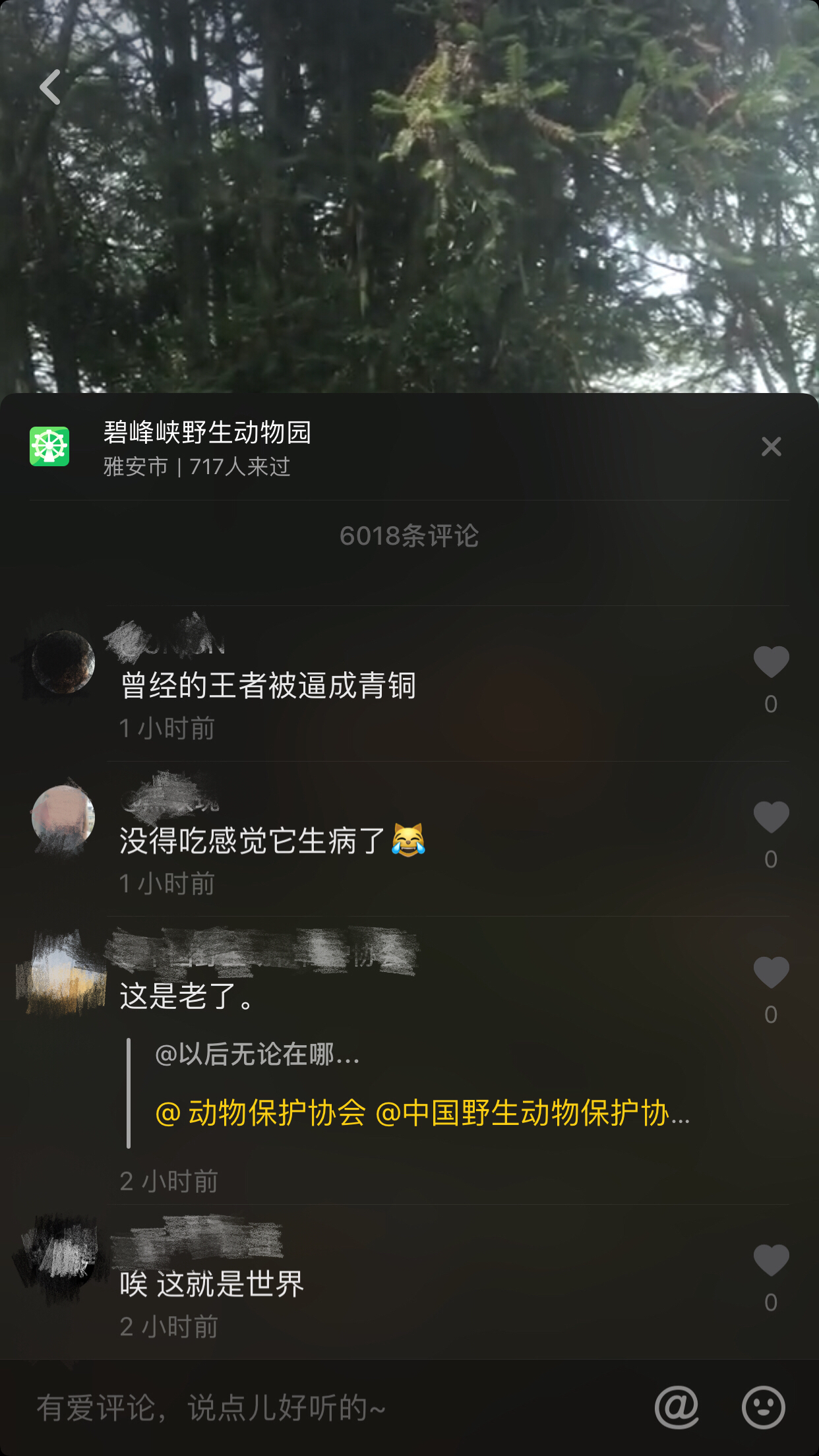 动物园里的狮子皮包骨老态龙钟,动物园的狮子变狗