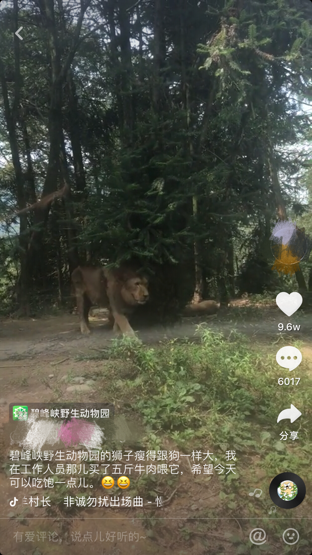 动物园里的狮子皮包骨老态龙钟,动物园的狮子变狗