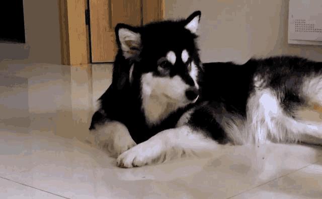 怎么辨别狗狗的发情期，狗狗的交配方法及注意事项！