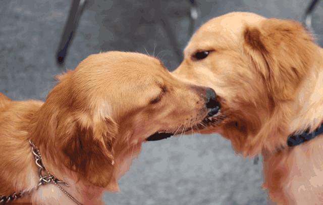 怎么辨别狗狗的发情期，狗狗的交配方法及注意事项！