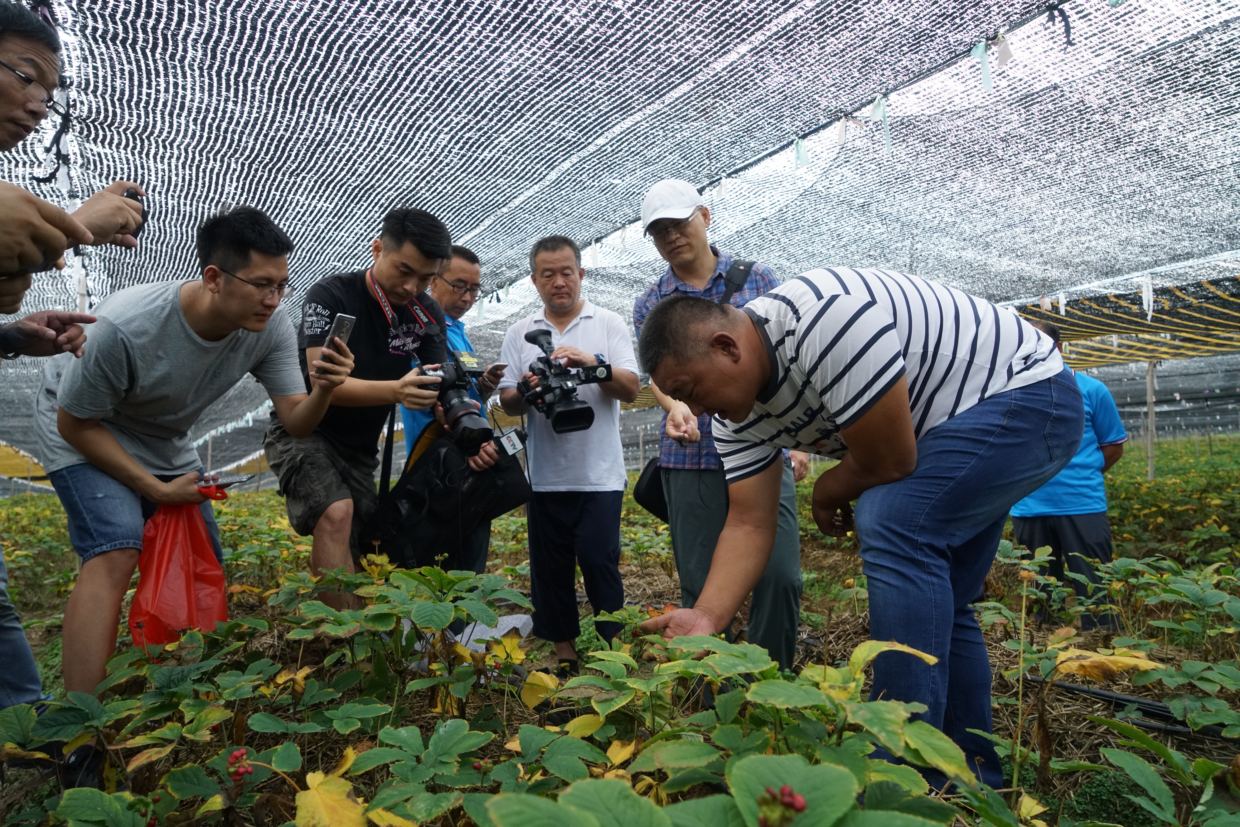 中国西洋参种植基地,20年西洋参