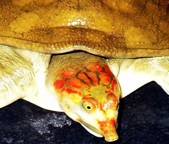 龟鳖目动物大全及图片,所有龟鳖类动物