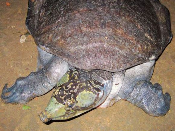 龟鳖目动物大全及图片,所有龟鳖类动物