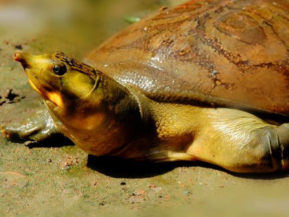 龟鳖目动物大全及图片,所有龟鳖类动物