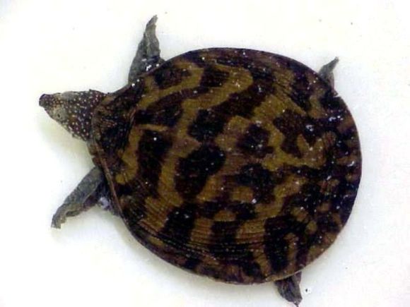 龟鳖目动物大全及图片,所有龟鳖类动物