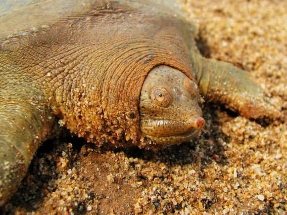 龟鳖目动物大全及图片,所有龟鳖类动物