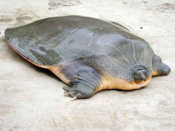 龟鳖目动物大全及图片,所有龟鳖类动物