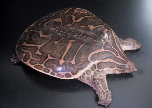 龟鳖目动物大全及图片,所有龟鳖类动物