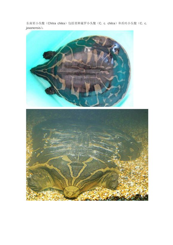 龟鳖目动物大全及图片,所有龟鳖类动物