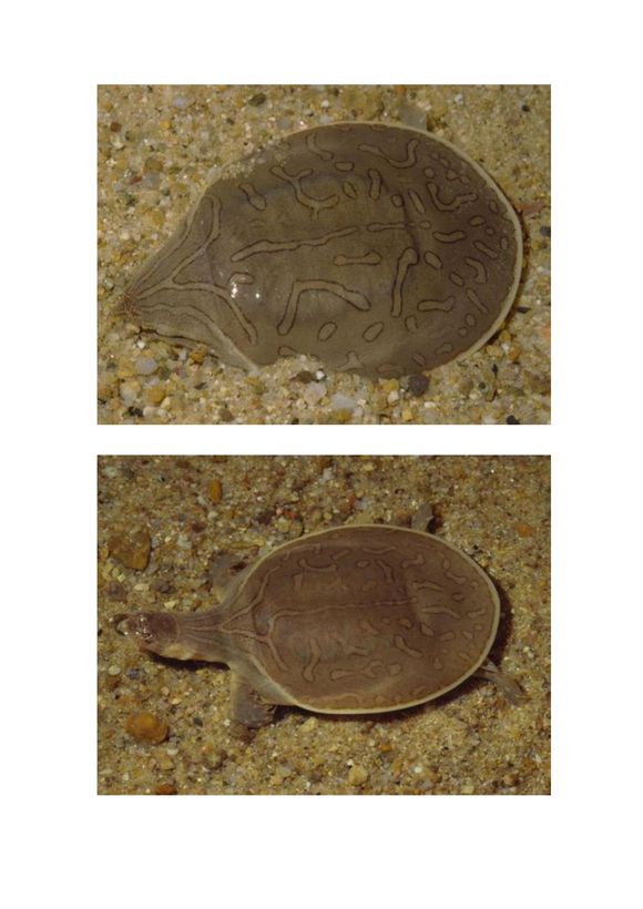 龟鳖目动物大全及图片,所有龟鳖类动物