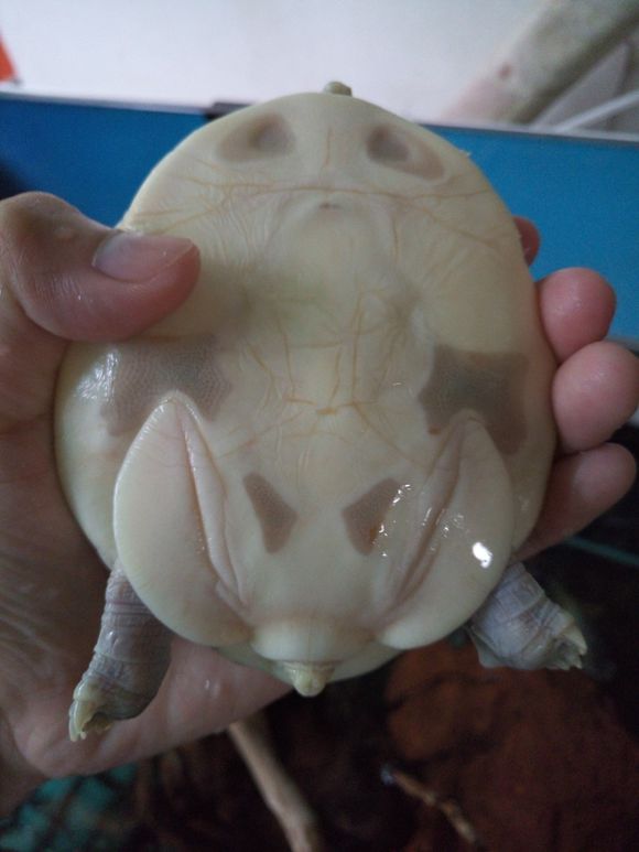 龟鳖目动物大全及图片,所有龟鳖类动物