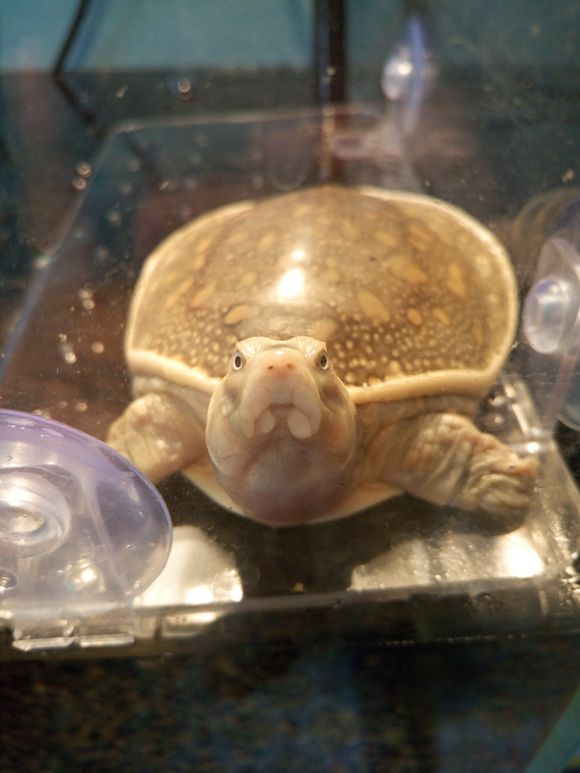 龟鳖目动物大全及图片,所有龟鳖类动物