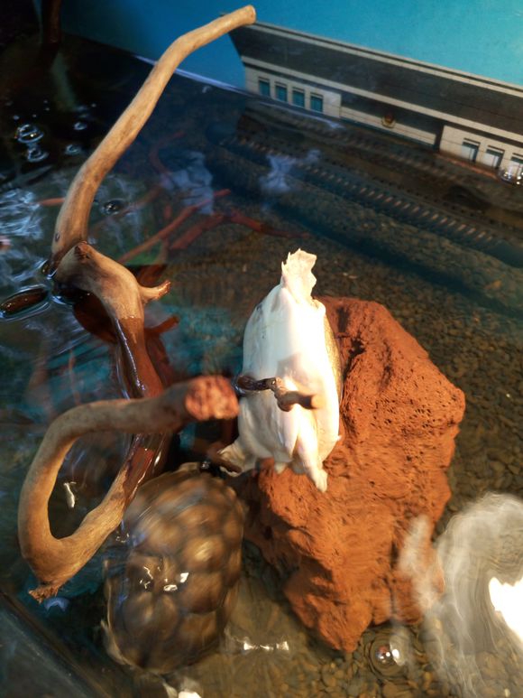 龟鳖目动物大全及图片,所有龟鳖类动物