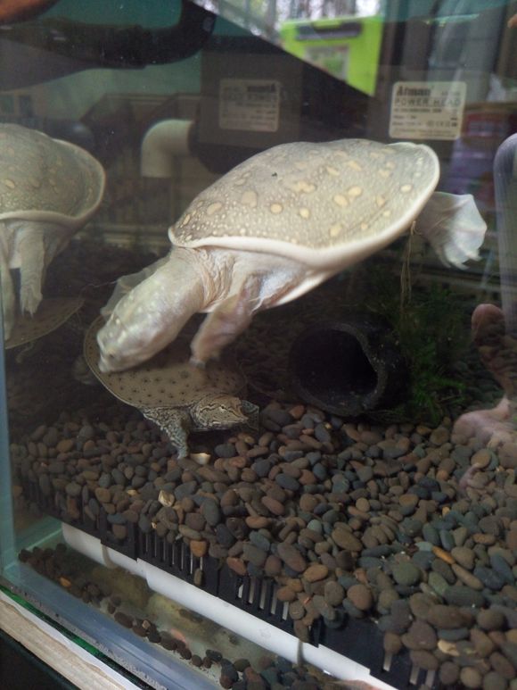 龟鳖目动物大全及图片,所有龟鳖类动物