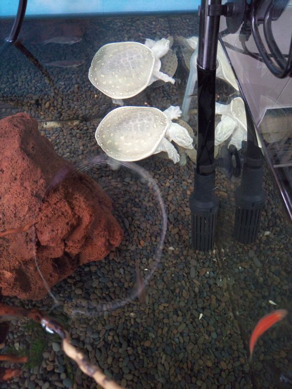 龟鳖目动物大全及图片,所有龟鳖类动物