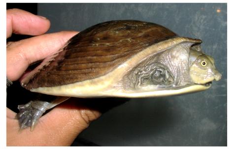 龟鳖目动物大全及图片,所有龟鳖类动物