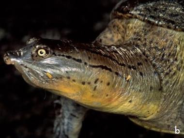 龟鳖目动物大全及图片,所有龟鳖类动物