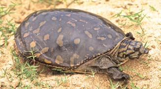 龟鳖目动物大全及图片,所有龟鳖类动物
