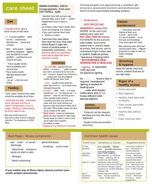 龟鳖目动物大全及图片,所有龟鳖类动物