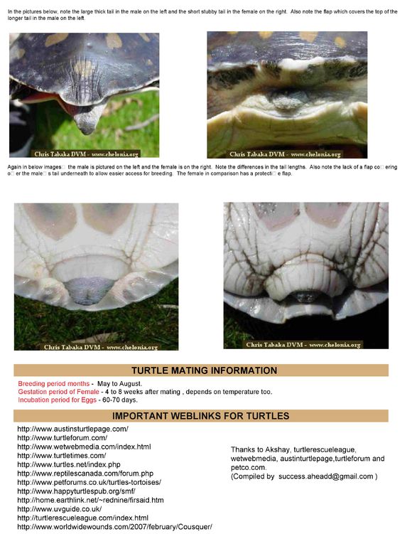 龟鳖目动物大全及图片,所有龟鳖类动物