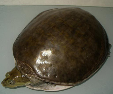 龟鳖目动物大全及图片,所有龟鳖类动物