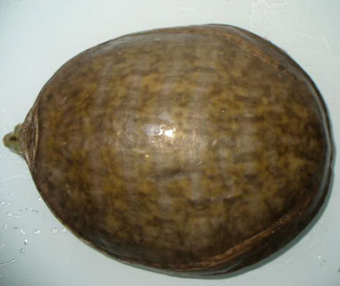 龟鳖目动物大全及图片,所有龟鳖类动物