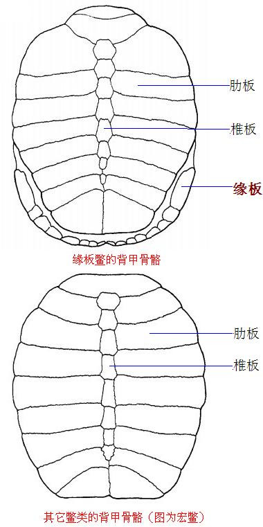 龟鳖目动物大全及图片,所有龟鳖类动物