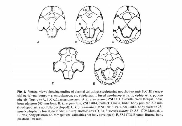 龟鳖目动物大全及图片,所有龟鳖类动物