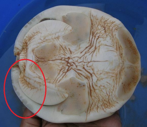 龟鳖目动物大全及图片,所有龟鳖类动物