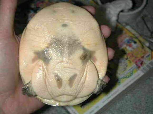 龟鳖目动物大全及图片,所有龟鳖类动物