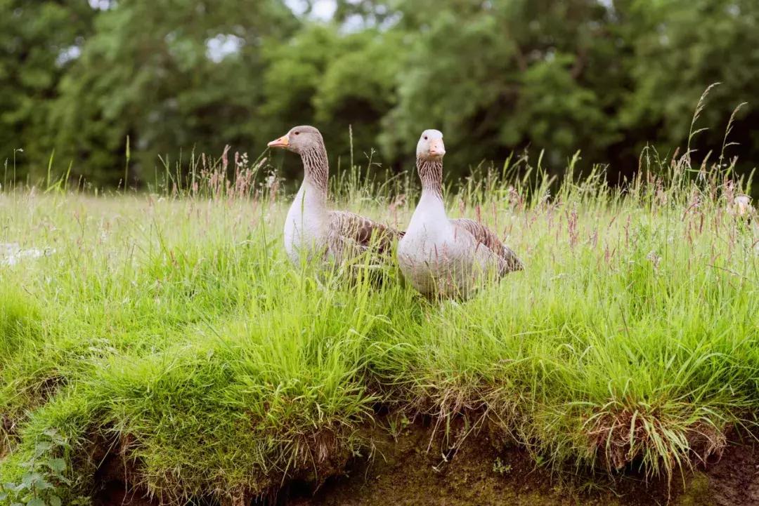 为什么英国人喜欢旅游呢,英国人喜欢去哪度假