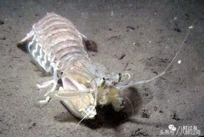比手臂还大的皮皮虾吃起来超过瘾,比手臂还粗的皮皮虾你吃过了吗