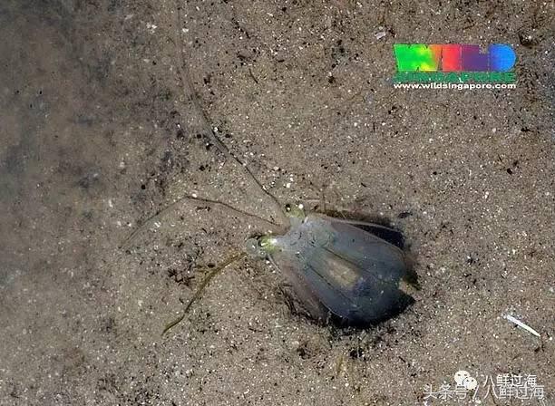 比手臂还大的皮皮虾吃起来超过瘾,比手臂还粗的皮皮虾你吃过了吗