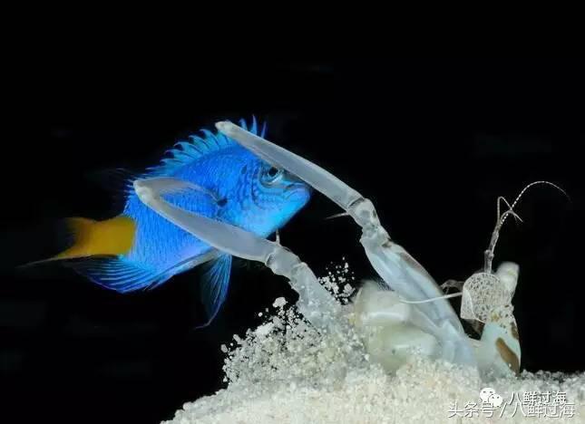 比手臂还大的皮皮虾吃起来超过瘾,比手臂还粗的皮皮虾你吃过了吗