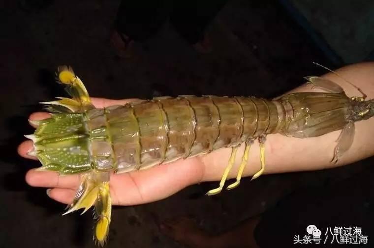 比手臂还大的皮皮虾吃起来超过瘾,比手臂还粗的皮皮虾你吃过了吗
