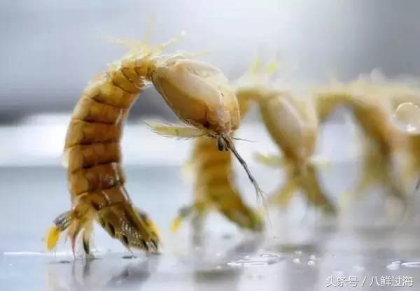 比手臂还大的皮皮虾吃起来超过瘾,比手臂还粗的皮皮虾你吃过了吗