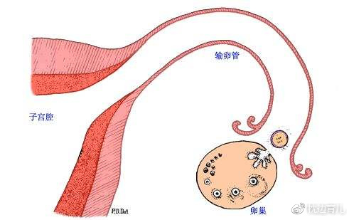 孕妈妈记录怀孕的日记,怀孕1到10个月怀孕日记